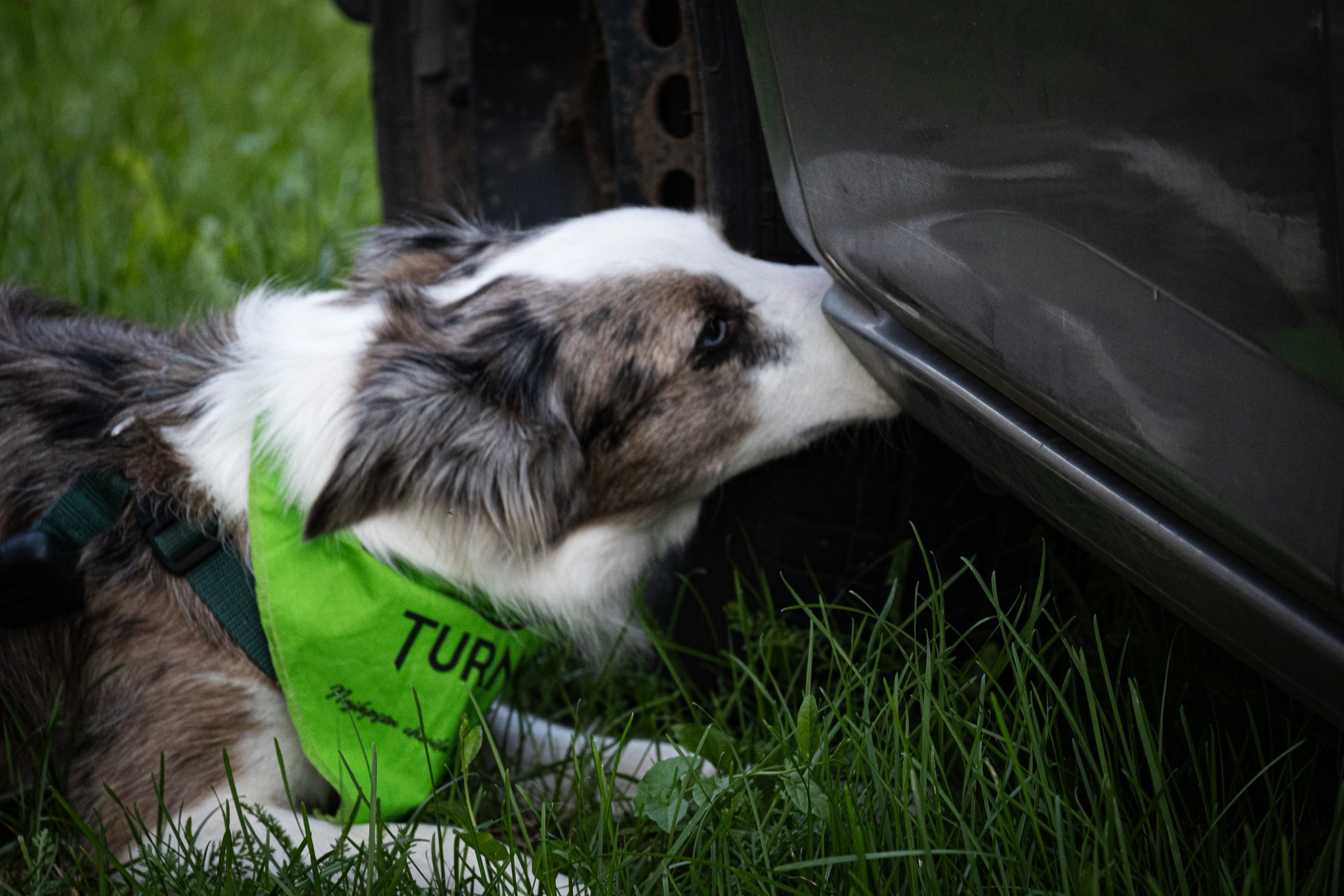 Border collie wącha karoserię samochodu podczas treningu nosework.