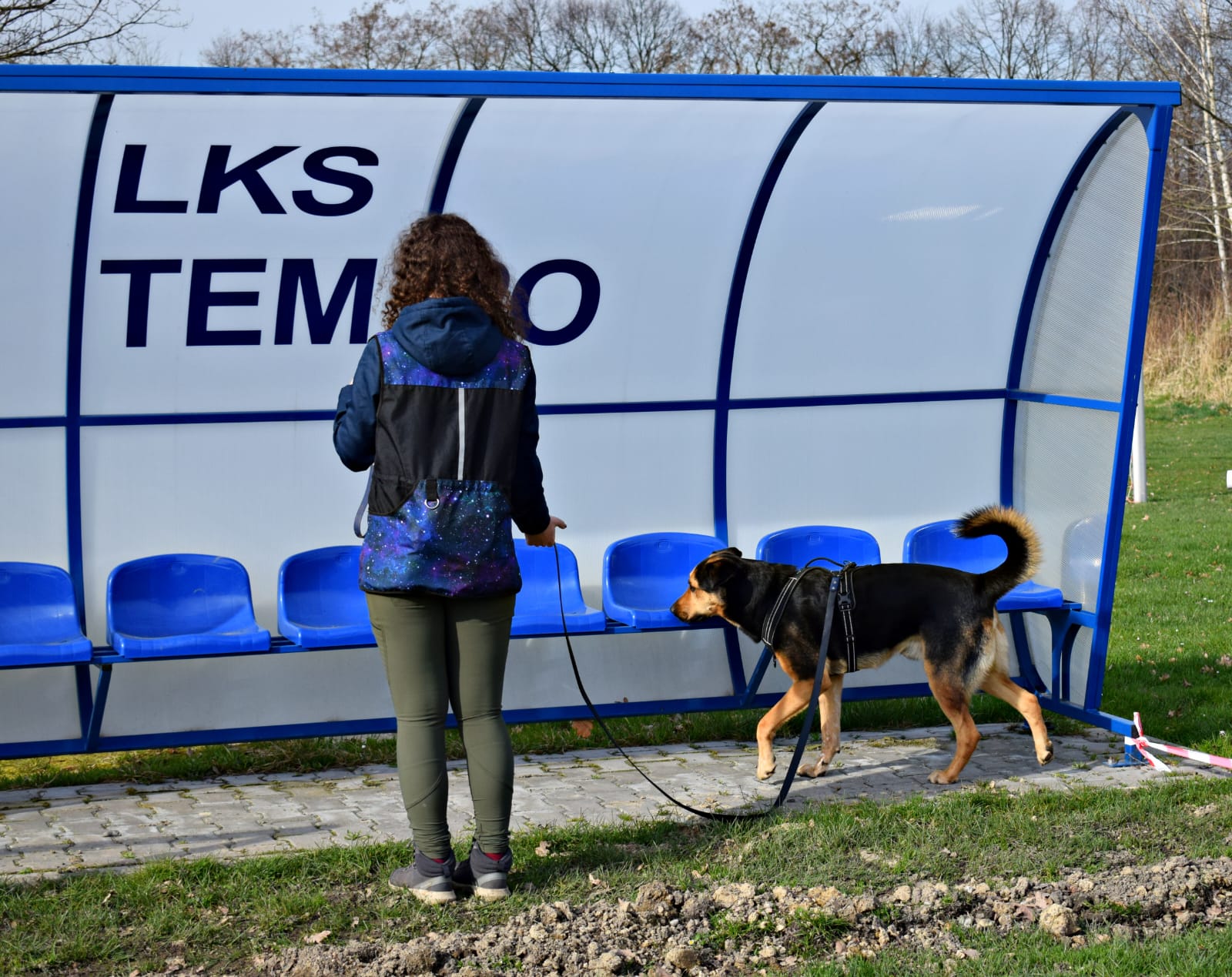 Pies na smyczy węszy przy ławkach rezerwowych na boisku sportowym podczas treningu noseworku, obok stoi przewodnik.